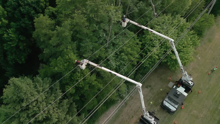 Best Tree and Shrub Care  in Hedwig Village, TX